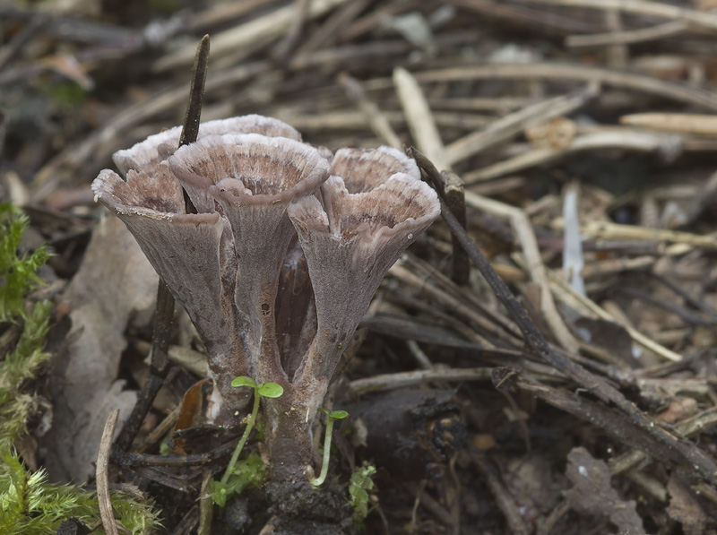 Thelephora caryophyllea